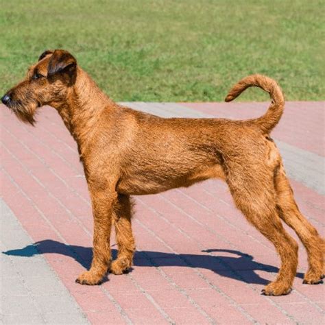 irish terrier spiritdog training