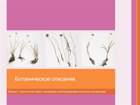 Семейство луковые презентация, доклад