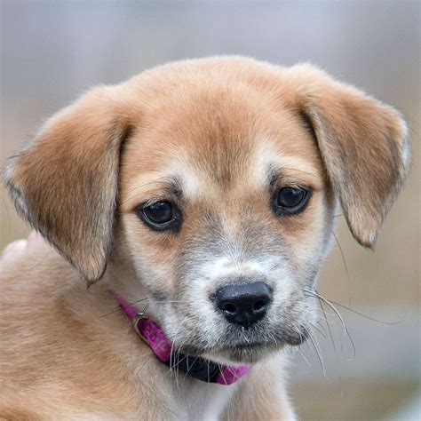Lacey - Animal House Shelter