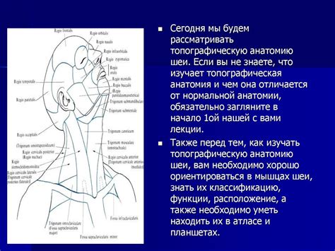 Топографическая анатомия шеи - презентация онлайн