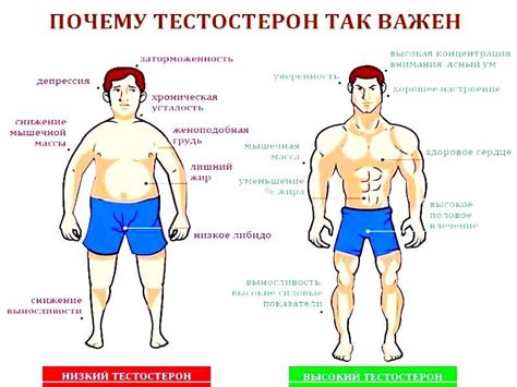 Как повысить тестостерон естественным путём