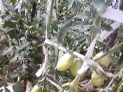 Томат Золотая кисть: описание сорта, отзывы, фото | tomatland.ru
