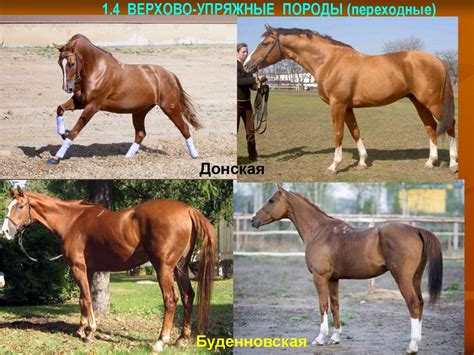 Продуктивное коневодство - презентация онлайн