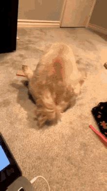 Why Do Dogs Scratch Bum On Floor