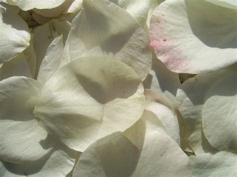 white rose petals  stock photo public domain pictures
