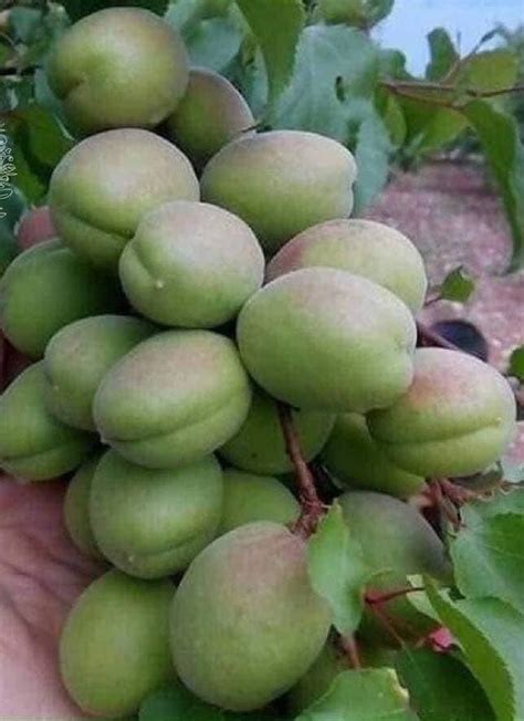 pin  andy  fruit plants fruit plants fruit gardening tips