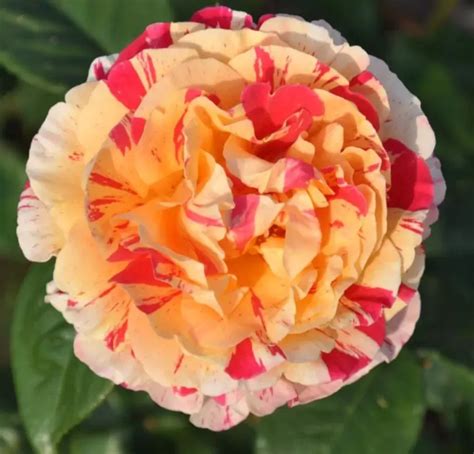 Vanille Fraise rose | All about Roses