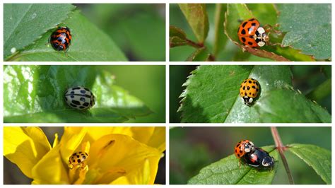 Coccinelle - Les Jardins de Malorie