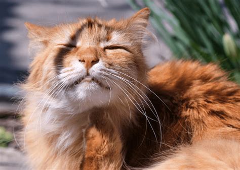 Why Are Some Cats So Fluffy at rayicrawfordo blog