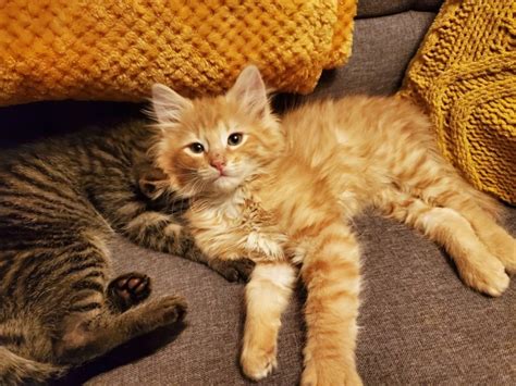 Kitten Care – Maine Coon Kittens For Sale Seattle WA