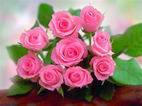 beautiful lovely pink roses hd wallpaper artline feel  creation