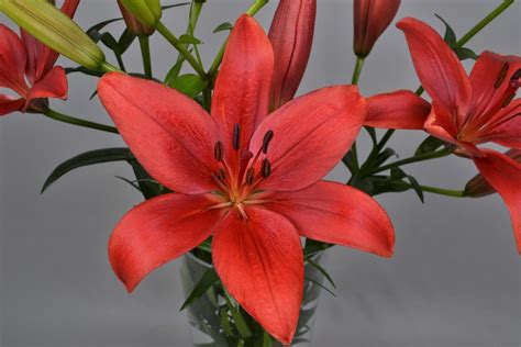 Corleone Lilium Bulbs: Buy forced, imported flower bulbs online in ...