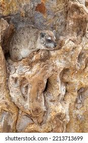 525 Tree Hyrax Stock Photos, Images & Photography | Shutterstock