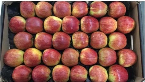 🍎🍎Жимс ногоо хүргэлт🍐🍐 | Казахстаны амтат тарвас бөөний үнээр их ...