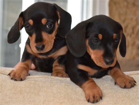 Top 20 chicago dog names – Artofit